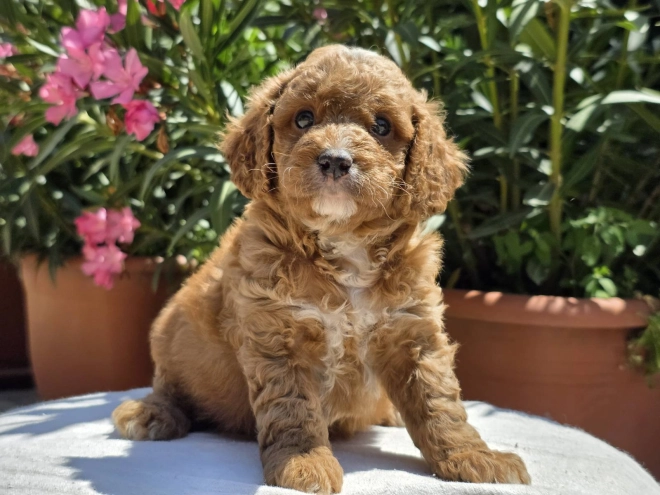 Perros Cavapoo en venta