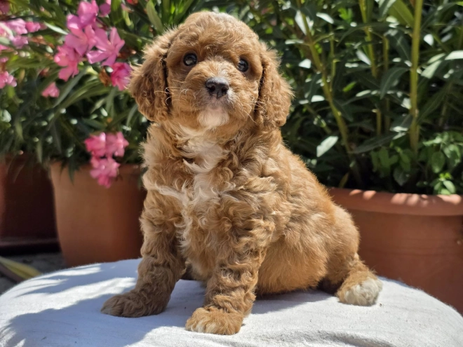 Perros Cavapoo en venta
