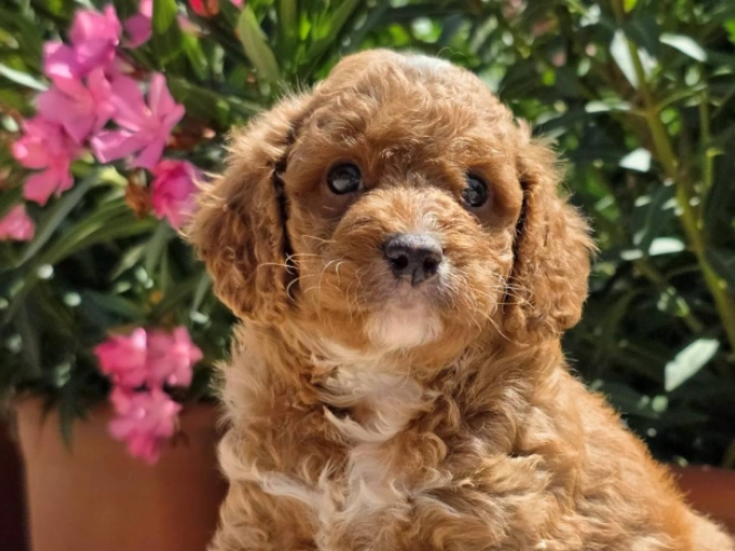 Perros Cavapoo en venta