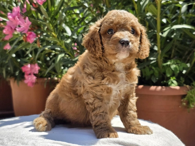 Perros Cavapoo en venta