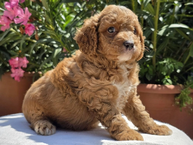 Perros Cavapoo en venta