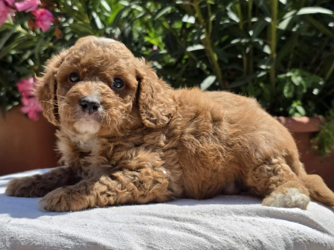 Perros Cavapoo en venta