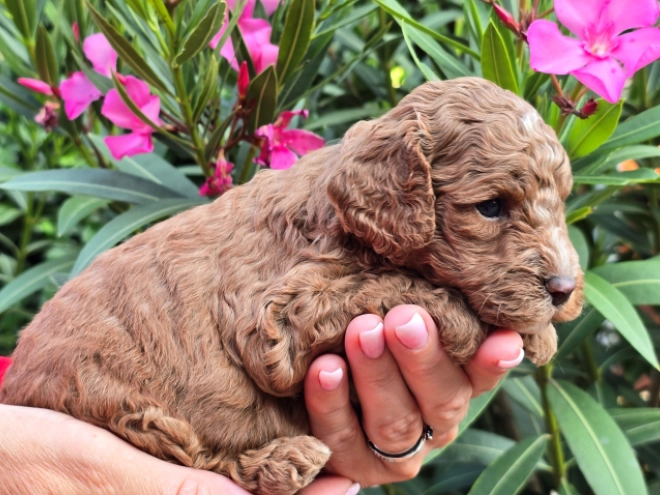 Perros Cavapoo en venta