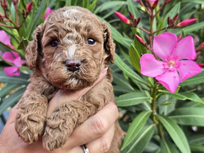 Perros Cavapoo en venta