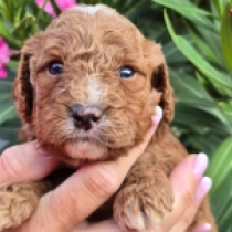 Ruby – F1b, red Cavapoo en venta