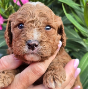 Cavapoo Welpe kaufen