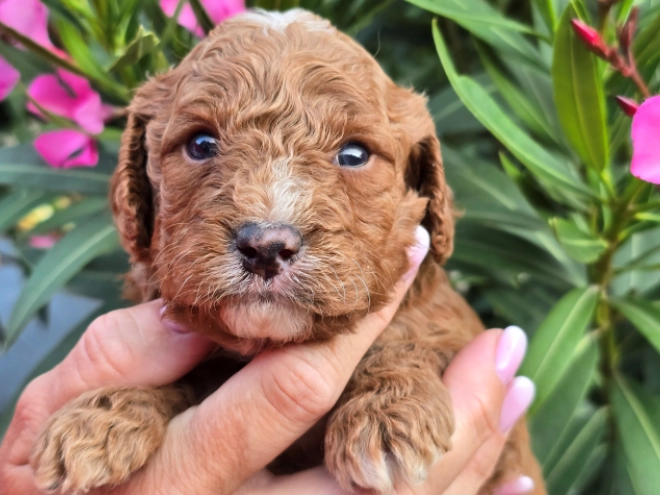 Perros Cavapoo en venta
