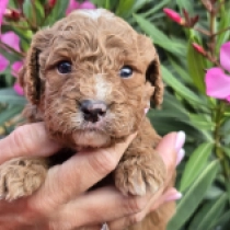 Fireball – F1b, red Cavapoo en venta
