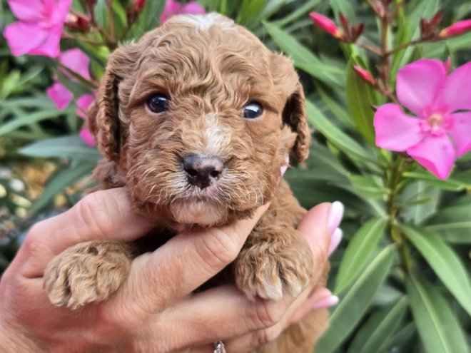 Cavapoo Welpe kaufen