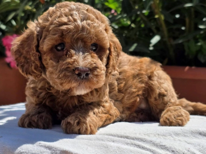 Cavapoo Welpe kaufen