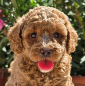 Fireball – F1b, red Cavapoo en venta