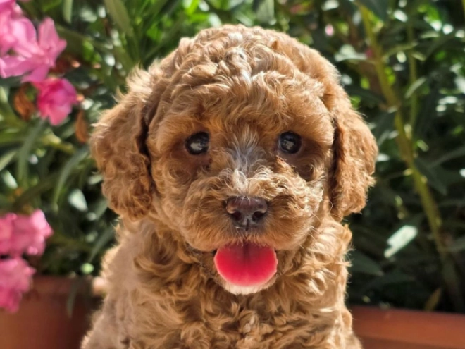 Cavapoo Welpe kaufen