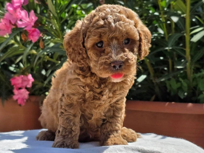 Cavapoo Welpe kaufen
