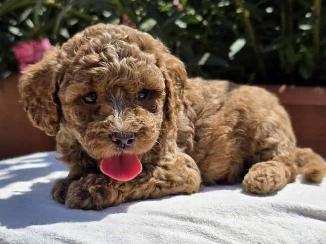 Cavapoo Welpe kaufen