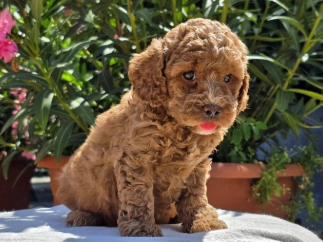 Cavapoo Welpe kaufen