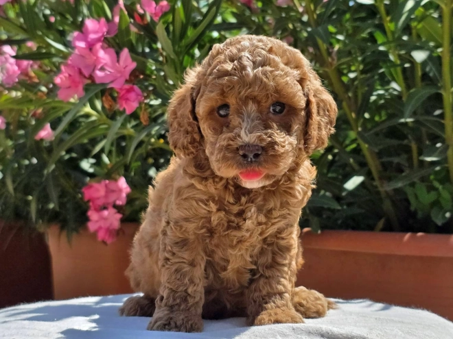 Cavapoo Welpe kaufen