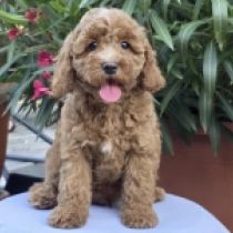Fireball – F1b, red Cavapoo Welpen kaufen