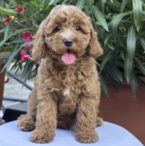 Fireball – F1b, red Cavapoo Welpen kaufen