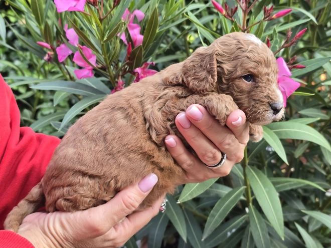 Cavapoo Welpe kaufen