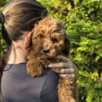 Fireball – F1b, red Cavapoo Welpen kaufen