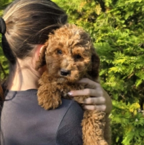 Fireball – F1b, red Cavapoo Welpen kaufen