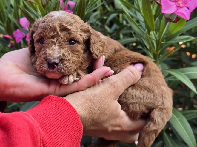 Cavapoo Welpe kaufen
