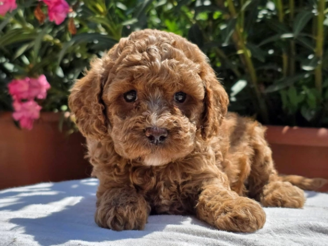 Cavapoo Welpe kaufen