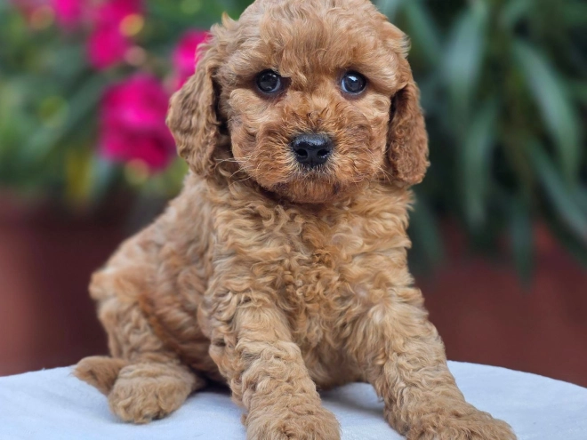 Cavapoo Welpe kaufen