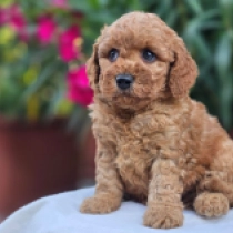 Russet – F1b, red Cavapoo en venta