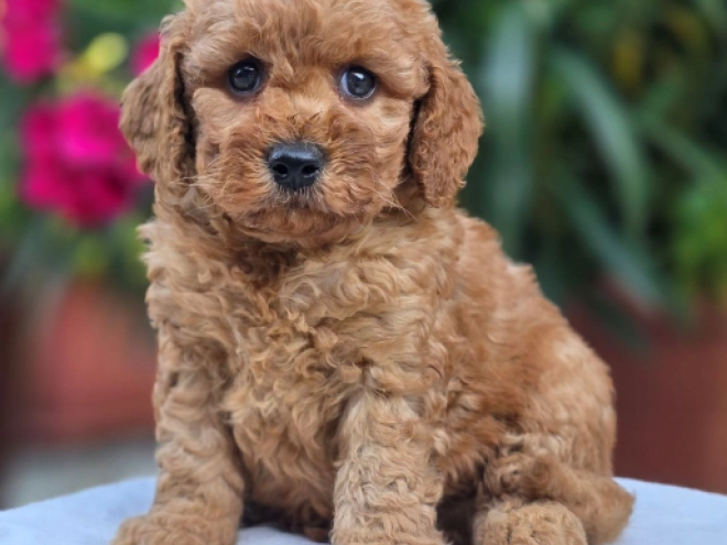 Cavapoo Welpe kaufen