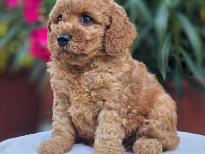 Cavapoo Welpe kaufen
