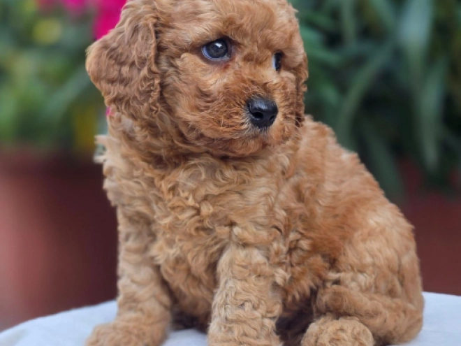 Cavapoo Welpe kaufen