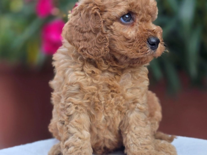 Cavapoo Welpe kaufen