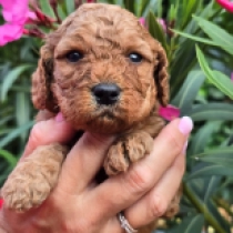 Russet – F1b, red Cavapoo en venta