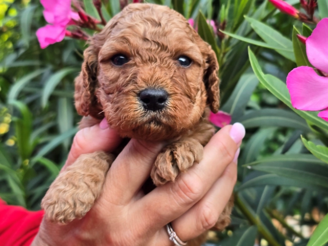 Cavapoo Welpe kaufen