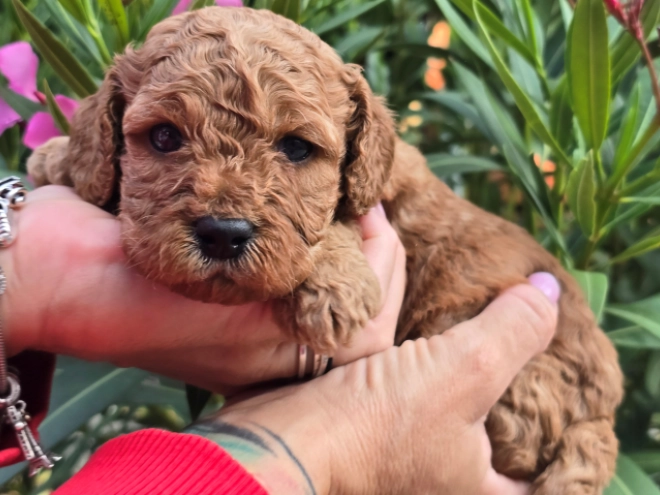 Cavapoo Welpe kaufen