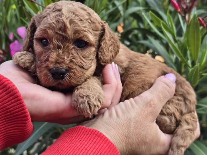 Cavapoo Welpe kaufen