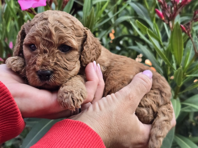 Cavapoo Welpe kaufen