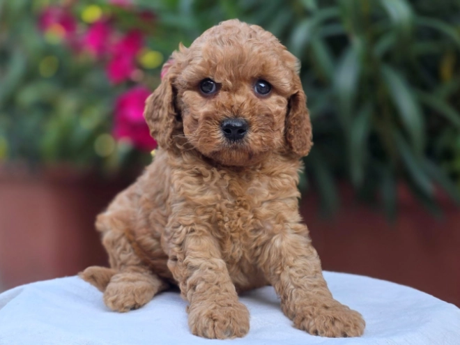Cavapoo Welpe kaufen