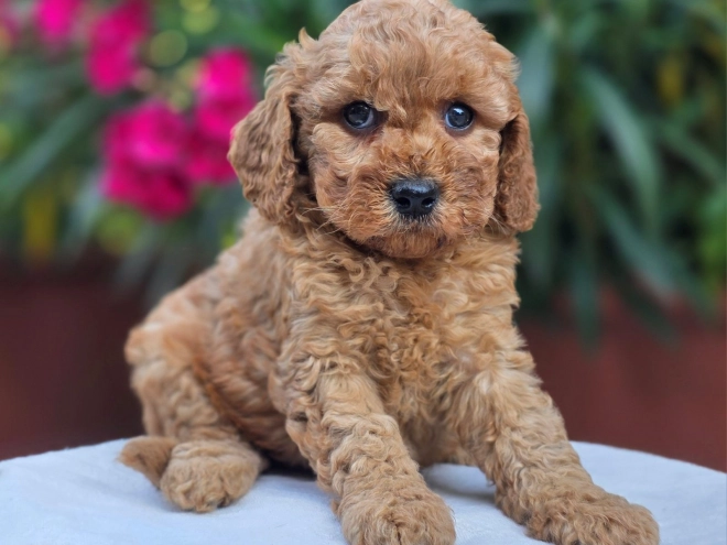 Cavapoo Welpe kaufen