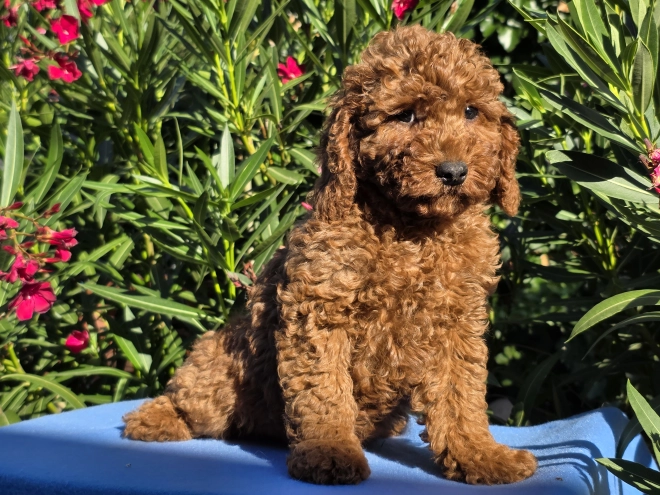 Cavapoo puppy for sale