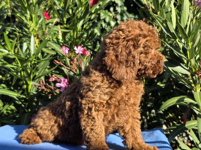 Cavapoo puppy for sale