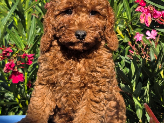 Cavapoo puppy for sale