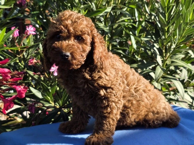 Cavapoo puppy for sale