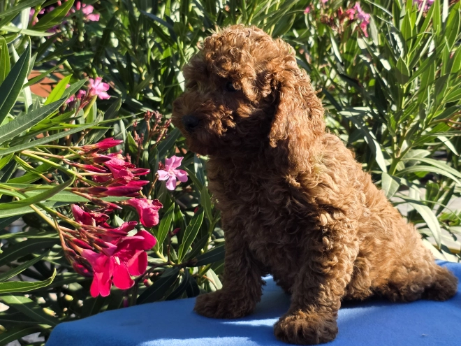 Cavapoo puppy for sale