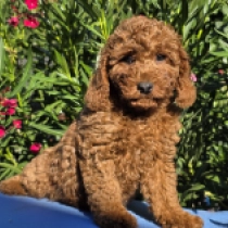 Big Red Bill – F1b, red Cavapoo Welpen kaufen
