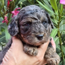 Merlin – F1b, merle Cavapoo en venta