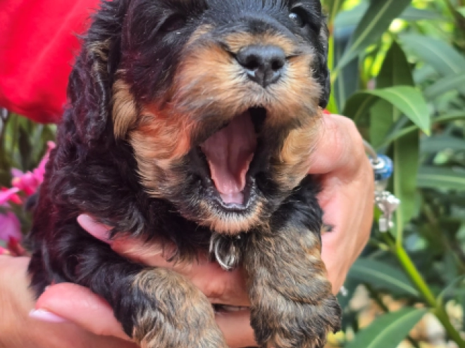 Cavapoo Welpe kaufen