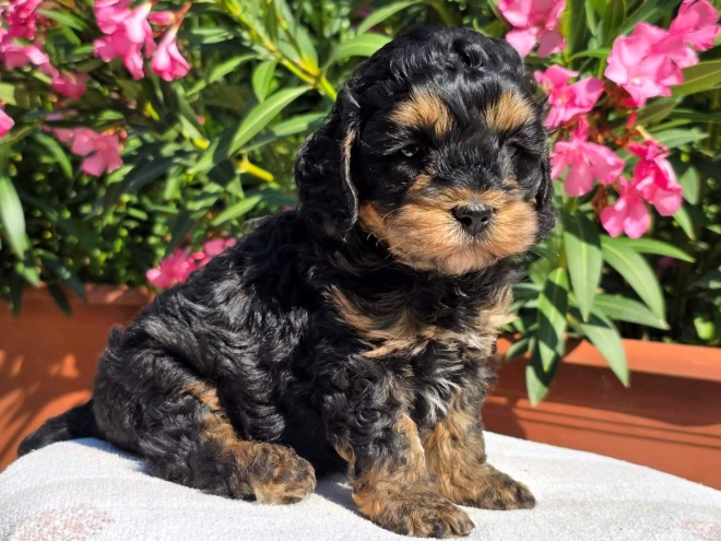 Cavapoo Welpe kaufen