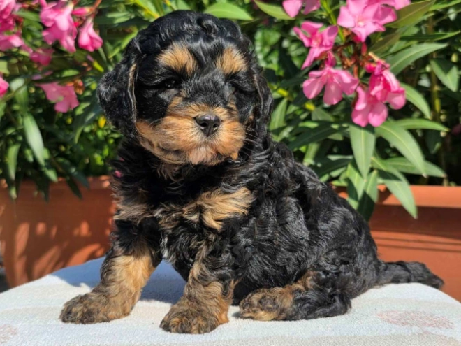 Cavapoo Welpe kaufen
